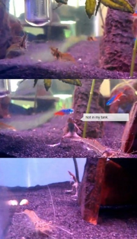 싸움 말린 개구리