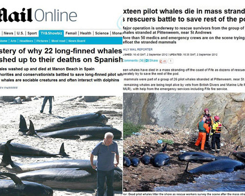 스페인 고래 떼죽음. 사진 | 데일리메일