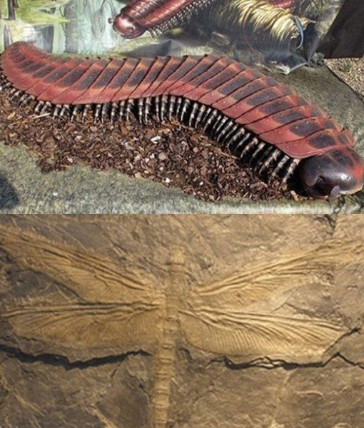 3억 년 전 대형 지네 - 잠자리. 사진출처 | 온라인 게시판