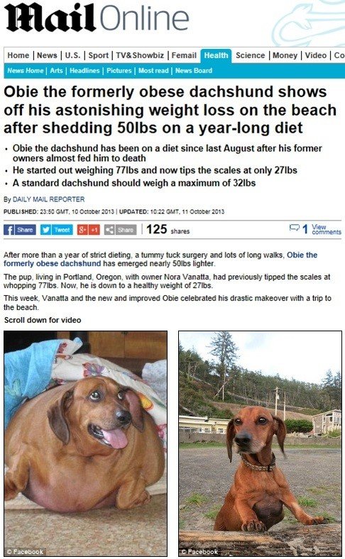 23kg 감량한 닥스훈트. 사진출처 | 데일리메일