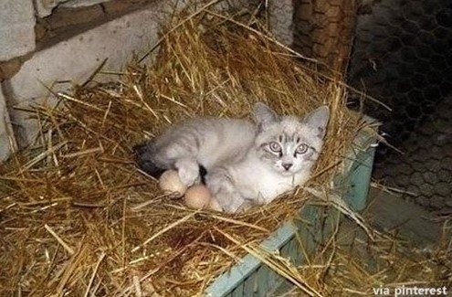 에디슨 고양이. 사진출처 ｜ 온라인 게시판