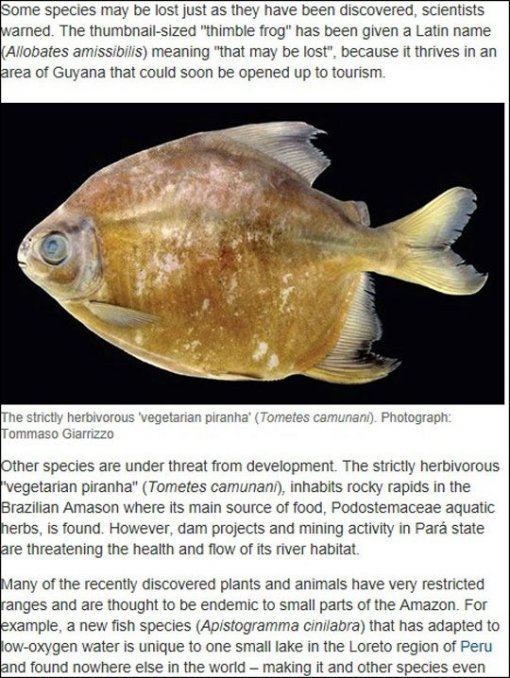 아마존 신종 피라냐 발견. 사진출처 | 영국 ‘가디언’ 보도 화면