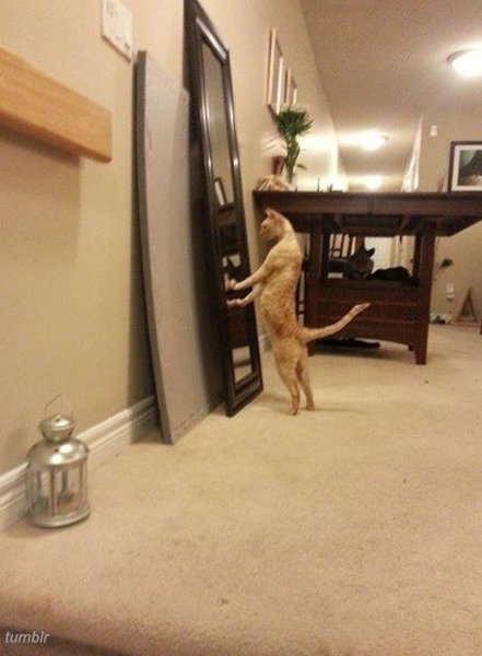 자아도취 고양이.