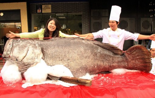 초대형 우럭바리. 사진출처 | 소후닷컴