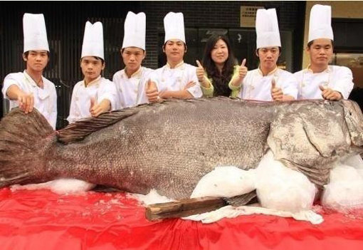 초대형 우럭바리.