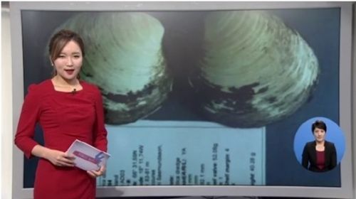 507살 조개. 사진=채널A 방송화면 캡처.