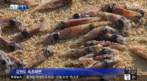 속초 오징어 치어떼. 사진=MBC 보도화면 캡쳐