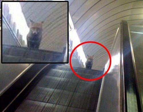 지하철에서 만난 여우. 사진=온라인 커뮤니티.