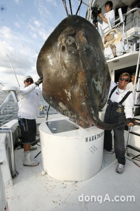 희귀 심해 가오리 . 사진제공 | TOPIC / SplashNews