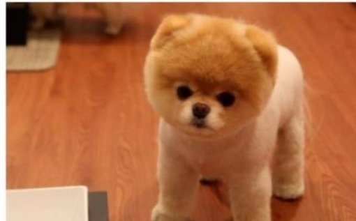 포메라니안 성격