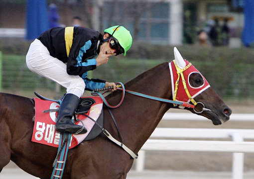 은퇴를 선언한 최강 경주마 ‘당대불패’의 경주. 수많은 기록을 세우며 경주로를 호령했던 ‘당대불패’는 내년부터 씨수말로 새로운 질주를 시작한다. 사진제공|한국마사회
