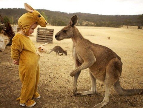 혼란에 빠진 캥거루.