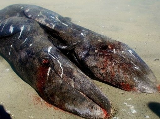 샴쌍둥이 쇠고래. 사진=유튜브 영상 캡처.