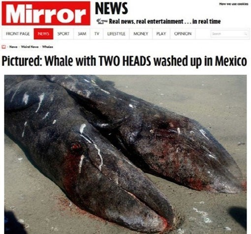 샴쌍둥이 쇠고래