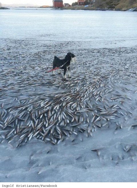 운수 나쁜 물고기떼.