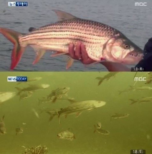 새 잡아먹는 물고기