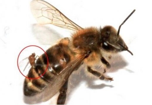 좀비 벌 미국 확산.
