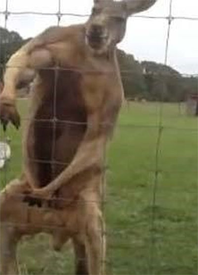 ‘근육 자랑 캥거루’