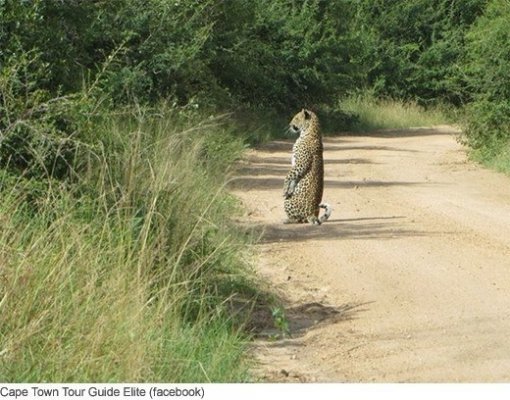 ‘표범이 혼자 있을 때’. 사진출처｜온라인 게시판