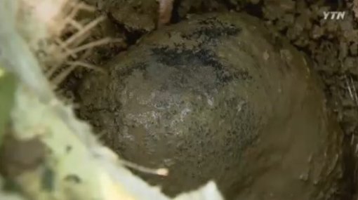 운석 추정 암석 발견