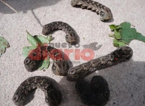 ‘괴상한 무척추동물’(출처=누에보디아리오)