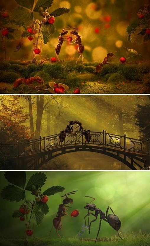 ‘로맨틱 개미 포착’(출처= 영국 데일리메일)