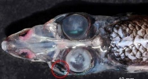 심해 괴물고기 발견. 사진 ｜ 데일리메일