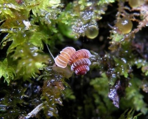 ‘신종 보석 달팽이’. 사진출처|라이브사이언스닷컴