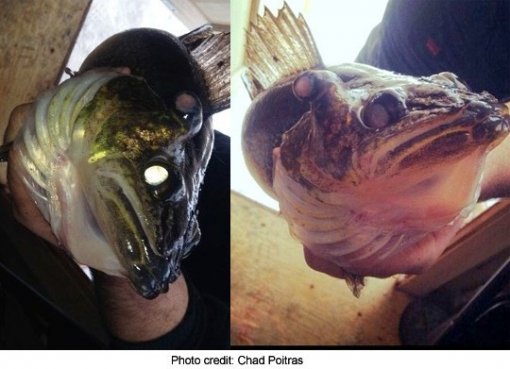 눈 셋 달린 물고기.