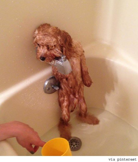 씻기 싫은 강아지.