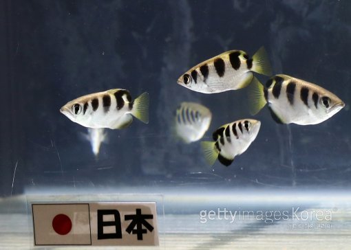 사진= ⓒGettyimages멀티비츠