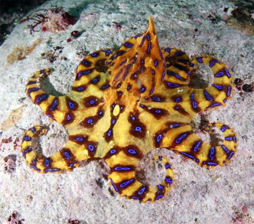 제주 파란고리문어. 사진 | 국립수산과학원