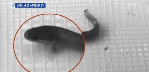 걷는 아프리카 물고기. 사진출처|방송캡처