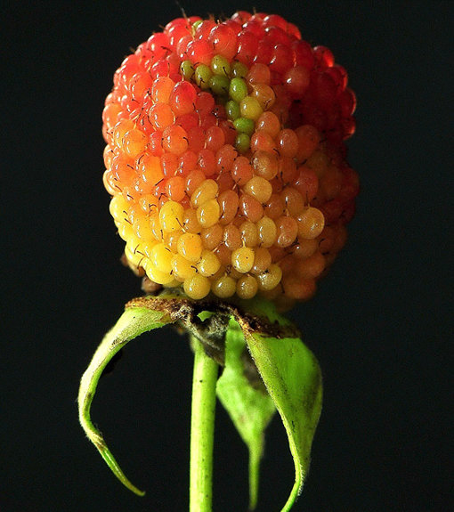 사진제공|국립산림과학원