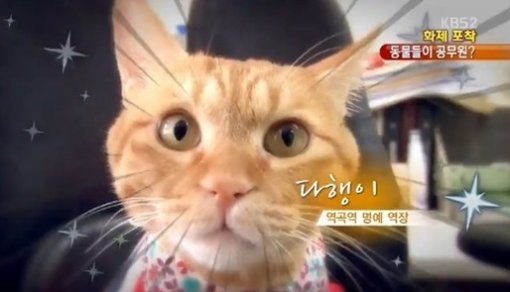 사진│‘고양이 명예 역장' ’KBS2 방송 캡처
