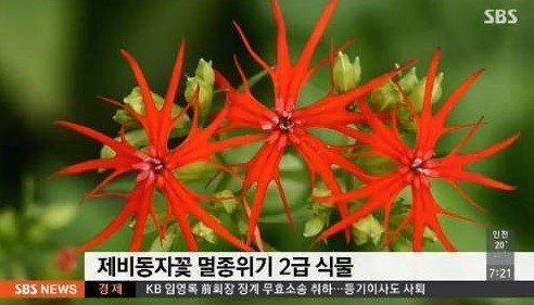 사진출처 ｜ SBS 뉴스화면 캡쳐