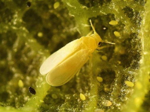 사진출처 ｜ 충남도노업기술원 캡처