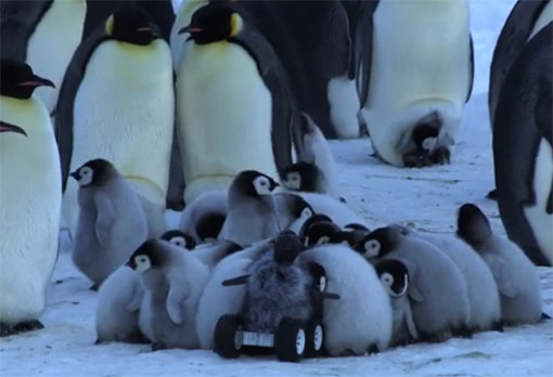 원격 조종 로봇 펭귄. 사진출처=유튜브 영상 캡처