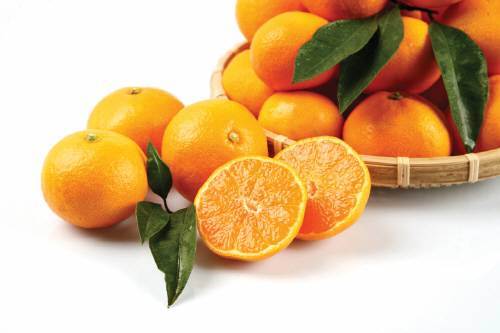 '맛있는 귤 고르는 법' 사진출처|동아일보DB