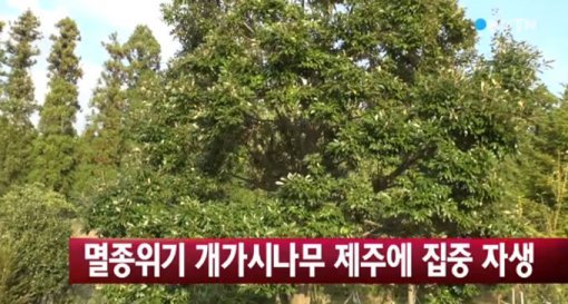 '개가시나무란' 사진출처｜YTN 방송화면 캡처