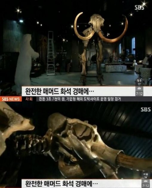 '30만 달러 매머드 화석' 사진출처｜SBS 방송화면 캡처
