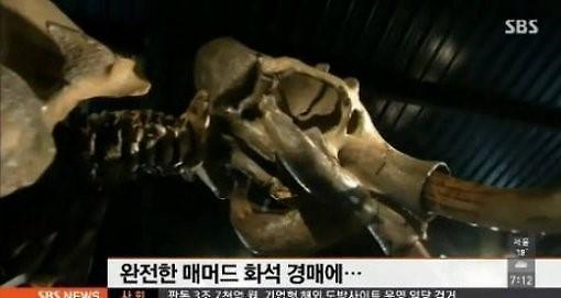 30만 달러 매머드 화석. 사진출처｜방송캡처