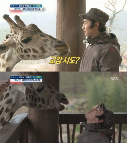 '아프리카 기린 멸종 위기' 사진출처｜SBS 방송화면 캡처