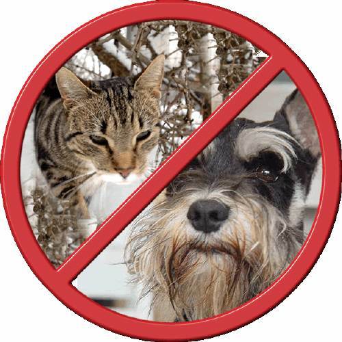 개에서 AI 바이러스 검출