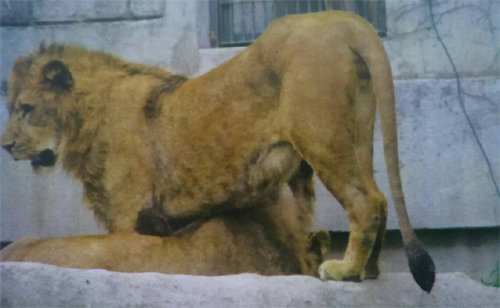 어린이대공원 사육사 사자에 물려 사망