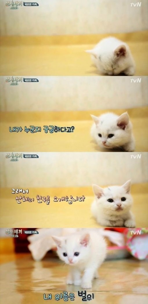 삼시세끼 벌이, ‘삼시세끼’ 방송화면 캡쳐.