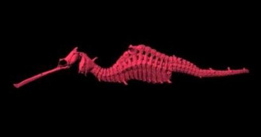 루비 해룡 발견