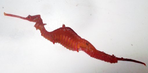 루비 해룡 발견