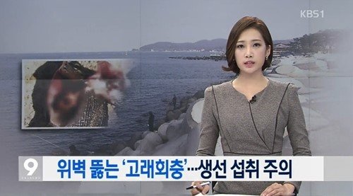 출처= KBS1 뉴스화면 캡처 ‘고래회충 예방법’