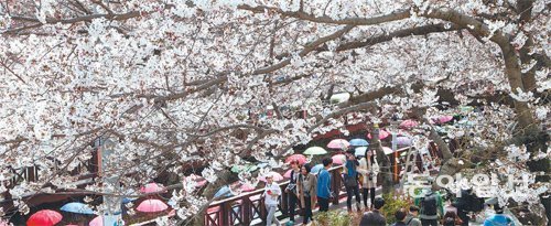 전국 벚꽃축제 일정출처= 동아일보DB